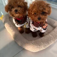 toypoodle&tayni|سگ|تهران, پونک|دیوار