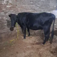 گاو آبستن سنگین