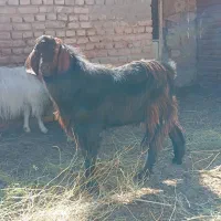 بزغاله نر دامازلیخ