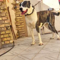 سگ الابای ترکمنستان اصیل|سگ|اصفهان, کارخانه قند اصفهان|دیوار