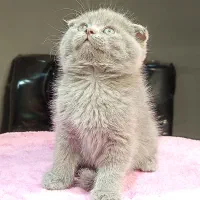 بچه گربه اسکاتیش خرسی|گربه|تهران, تهرانسر مرکزی|دیوار