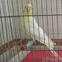 ماده لوتیتو مولد