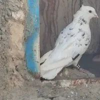 کفتر نر سرور دم سفید