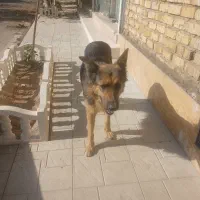 واگذاری سگ بازی گوش|سگ|ضیاء آباد, |دیوار