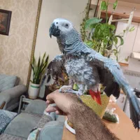 کاسکو پر صحبت پر کلام نر شاه تخم ۶ ساله دستی