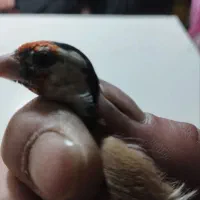 سهره های نر ونشاندار|پرنده|تبریز, |دیوار