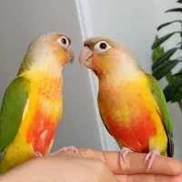 پاکوتاه نسل جدید خورشیدی دستی وسخنگوو...|پرنده|اصفهان, شیخ اشراق|دیوار