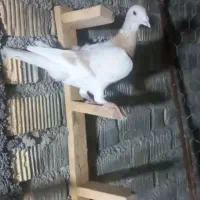 کبوتر کرم نر