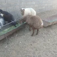 بره فروشی عروسک کله بور نر.وبورماده ست|حیوانات مزرعه|سرایان, |دیوار