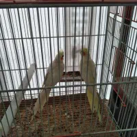 عروس هلندی|پرنده|سیرجان, |دیوار