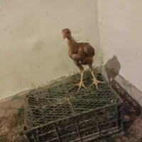 جوجه لاری