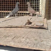 جوجه دهاتی پرشی|پرنده|کهریزک, |دیوار