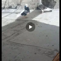 کفتر بهبونی تمیز و پاک