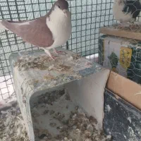 نر شیرازی سرخ ،با نر شیرازی چپ سرخ