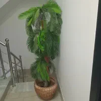 گل بلند|گل و گیاه طبیعی|تبریز, |دیوار