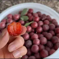 لواشک آلوچه قرمز و میوه هلو زعفرانی درجه ۱