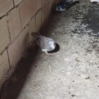 شیر سبز،شیر مگسی،تاقدوم ایدی|پرنده|فیروزه, |دیوار