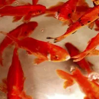 ماهی قرمز  سه تا چهار بند