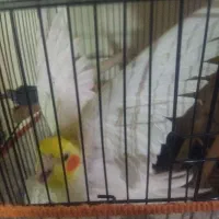 دو جفت عروس هلندی هر دو جفت با جوجه