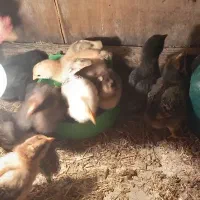 کود مرغی خالص و خاک برگ پوسیده|لوازم جانبی حیوانات|رشت, نخودچر|دیوار