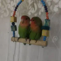 10 ملیون مژدگانی پرنده گم شده میدهیم تحت درمان هست