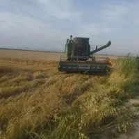 کمباین آماده برداشت گندم