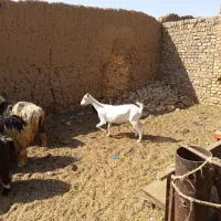 بز و کره نر و بره نر و ماده|حیوانات مزرعه|یزد, |دیوار