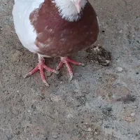 کفتر یا کبوتر طوقی ماده|پرنده|میناب, |دیوار