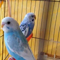 پرنده|پرنده|قائم‌شهر, |دیوار