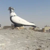 ابلغ رنگی دمسیاه