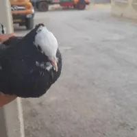 کبوتر|پرنده|کرمانشاه, |دیوار
