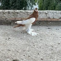 فروش کبوتر های درجه ۱