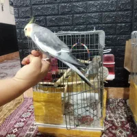 دو جفت عروس هلندی