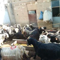 فروش ۴۹ راس بز  شهرری
