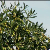 نهال زیتون کنسروالیا و روغن گیری|خدمات باغبانی و درختکاری|مهریز, |دیوار