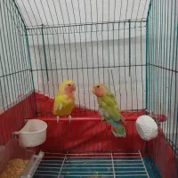 طوطی برزیلی