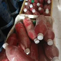 رب مغان سالم بهداشتی بطری بلمب