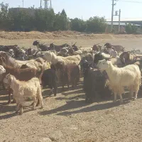 بز داشتی|حیوانات مزرعه|شیراز, دوکوهک|دیوار