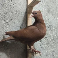 جوجه سرخ کرمونی کاکلی،جوجه زرد دم سفید،سار سرور نر