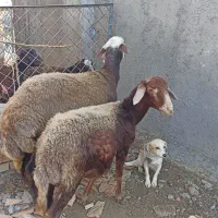 گوسفند کله سفید شیشک