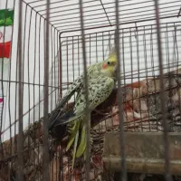 عروس هلندی
