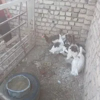 غاز