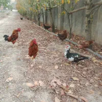 فروش مرغ و خروس و اردک|حیوانات مزرعه|ساری, |دیوار