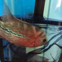 هیبرید کامفا و ویجا (سوپر رد کامفا)|ماهی|فردیس, شهرک راه آهن|دیوار