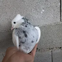 کفتر کبوتر طوقی و س|پرنده|گنبد کاووس, |دیوار