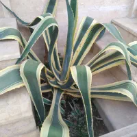 فروش گل زینتی