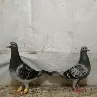 کبوتر مسافتی سبز