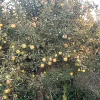 سیب لوکس زرد و قرمز