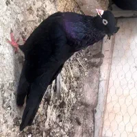 ۴ کبوتر زاغ آبادانی اصل چشم نوک سفید کشیده