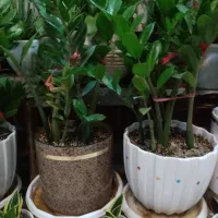 زاموفیلیا و یوکا|گل و گیاه طبیعی|کازرون, |دیوار